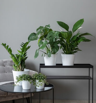 Stor lettstelt plantepakke med potter Stor lettstelt plantepakke med potter